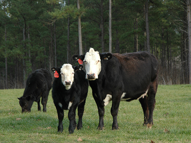 Cow-calf producers have another choice in the growing industry of data collection and management. (DTN/Progressive Farmer photos by Becky Mills)